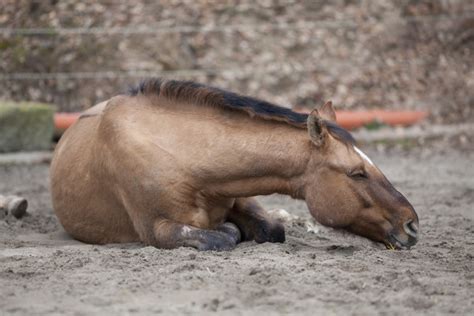 botulismus pferd